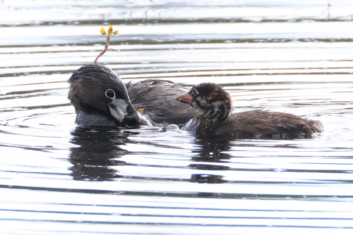 Pied-billed Grebe - ML640638297