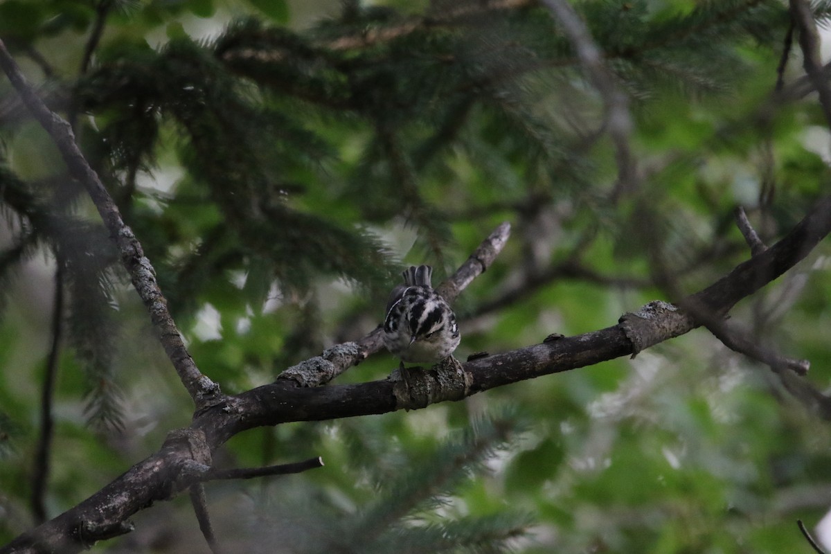 Black-and-white Warbler - ML640638303