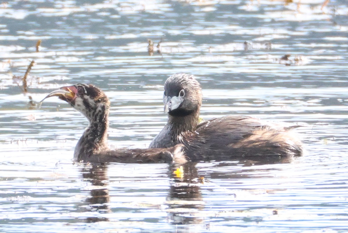 Pied-billed Grebe - ML640638310