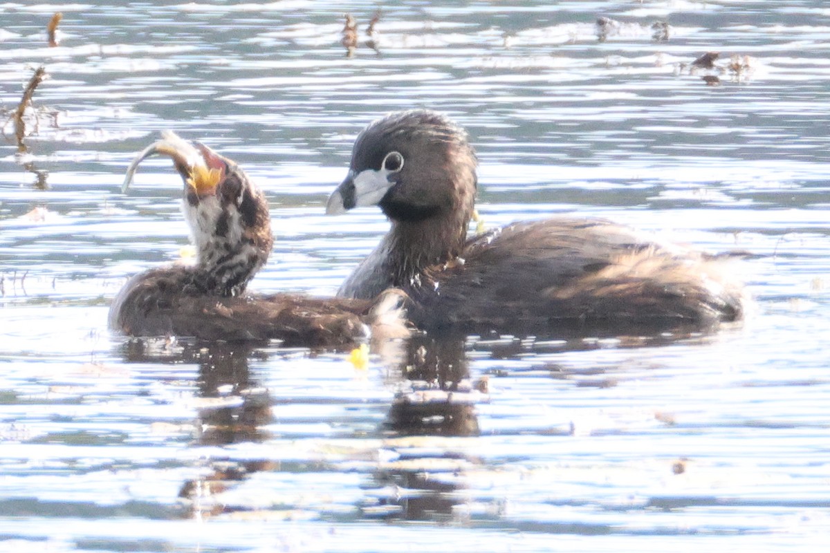 Pied-billed Grebe - ML640638317