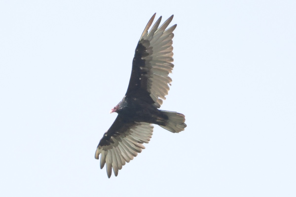Turkey Vulture - ML640638360