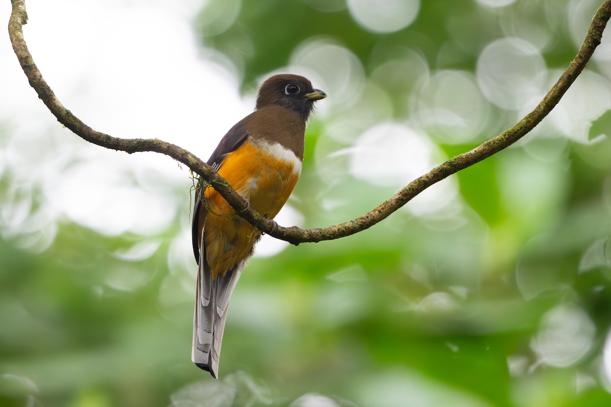 Trogon rosalba - ML640638401