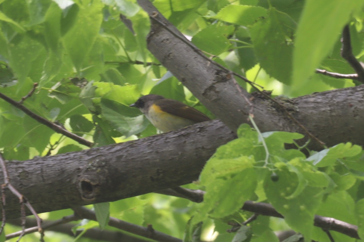 Paruline flamboyante - ML640638611