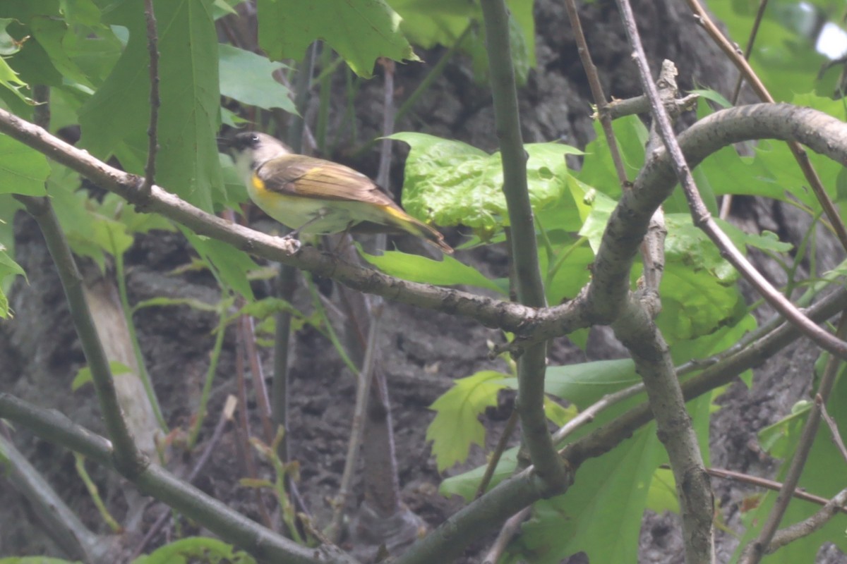 Paruline flamboyante - ML640638612