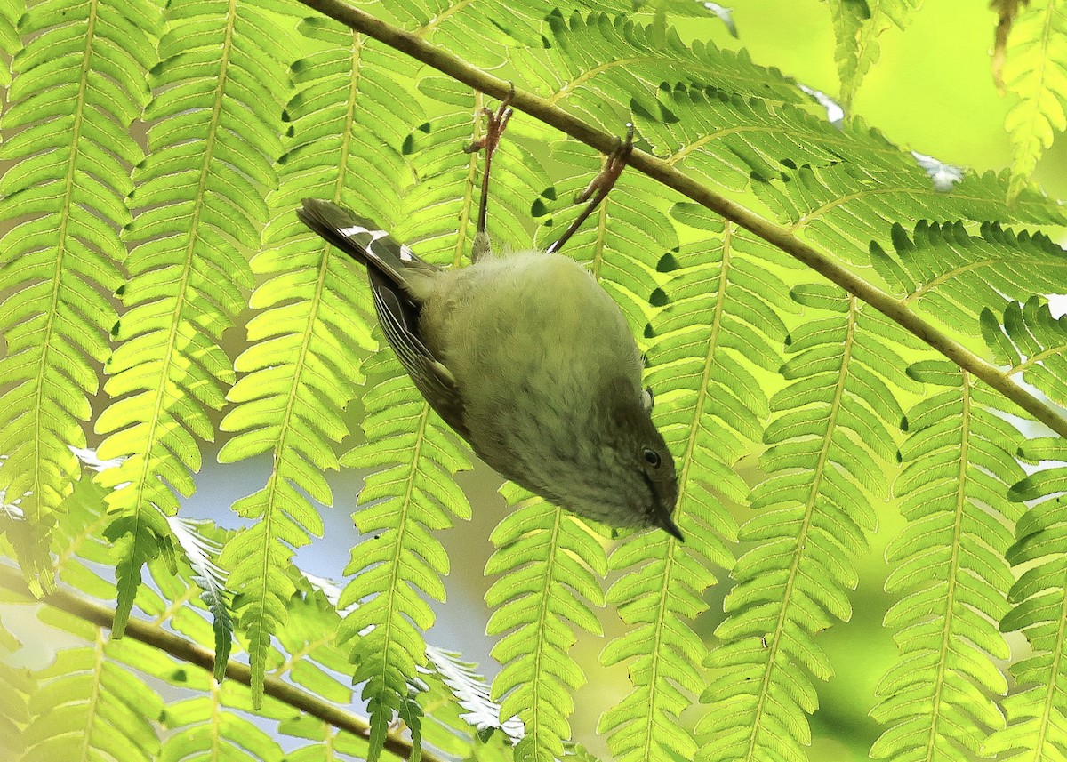 Mountain Thornbill - ML640638651