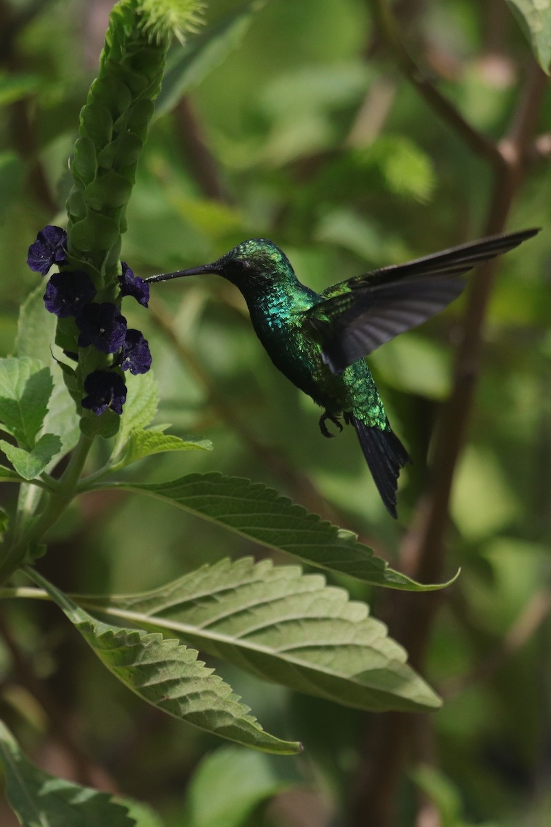 Red-billed Emerald - ML640638703