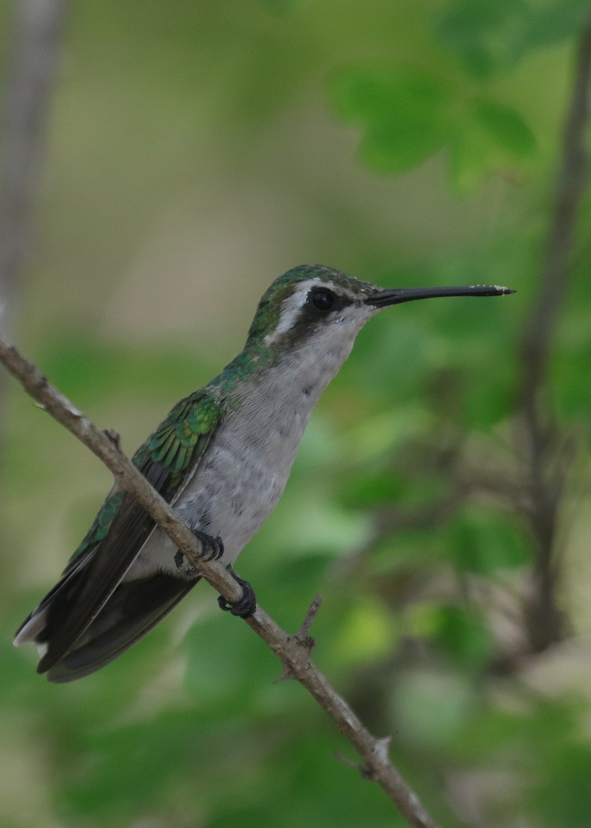 Red-billed Emerald - ML640638704