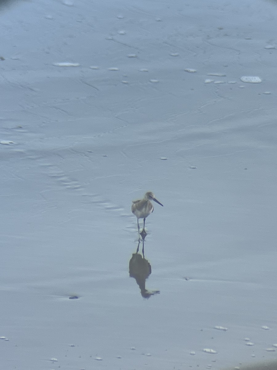 Willet - ML640638792