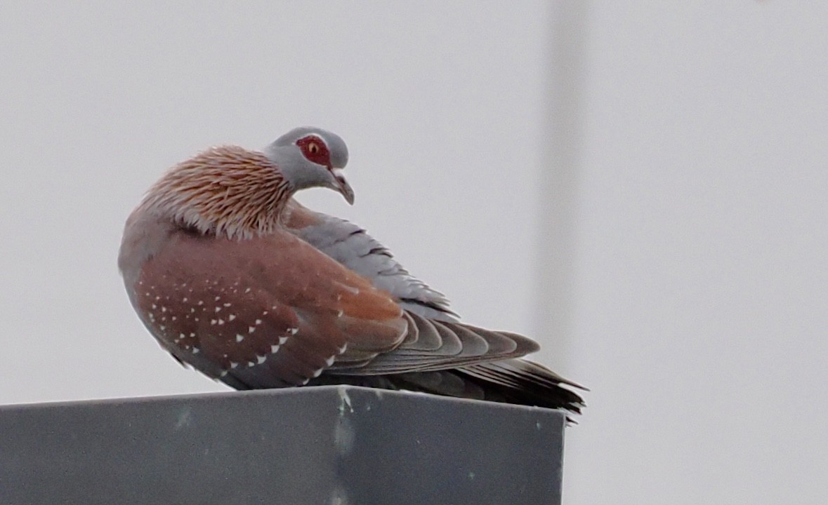 Speckled Pigeon - ML640638801