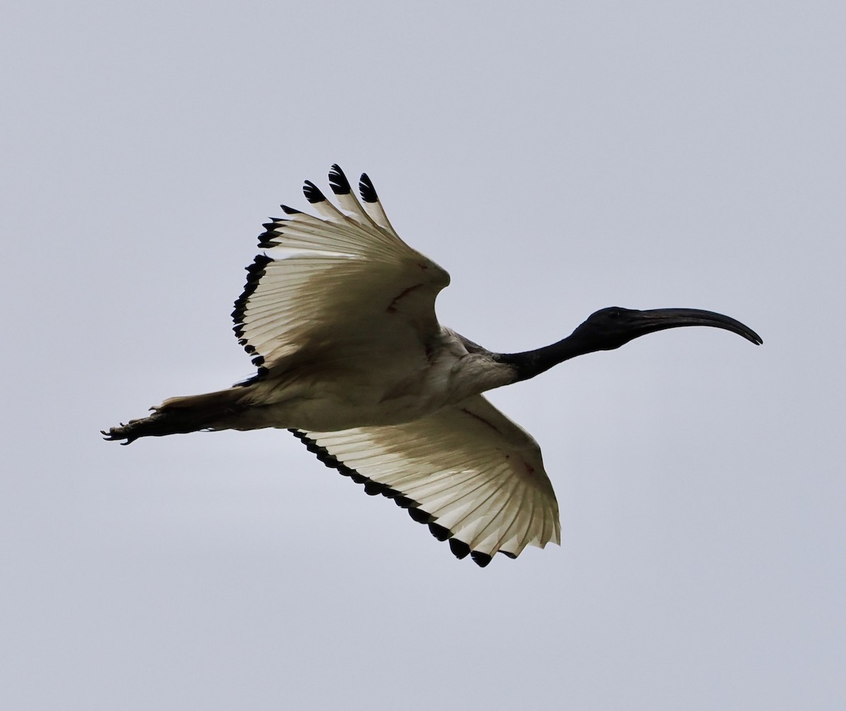 Ibis sakratua - ML640638808