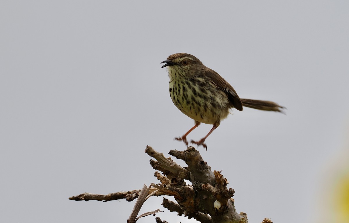 Karoo Prinia - ML640638814