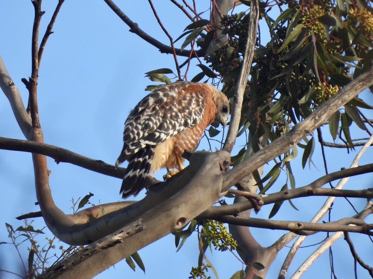Red-shouldered Hawk - ML640638825