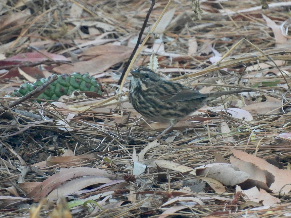 Song Sparrow - ML640638831