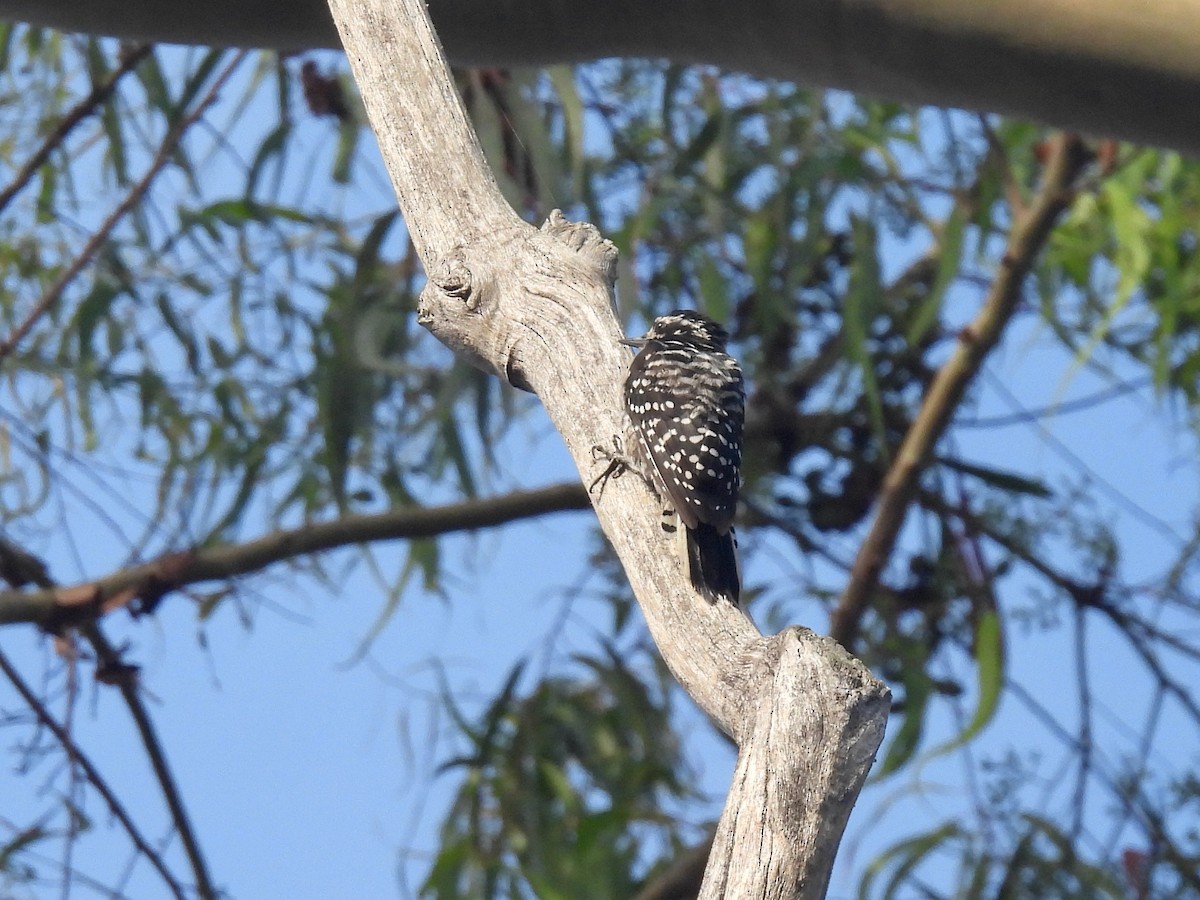 Nuttall's Woodpecker - ML640638837