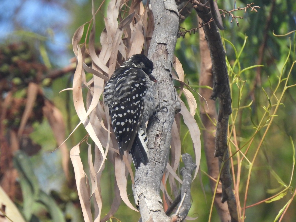 Nuttall's Woodpecker - ML640638840