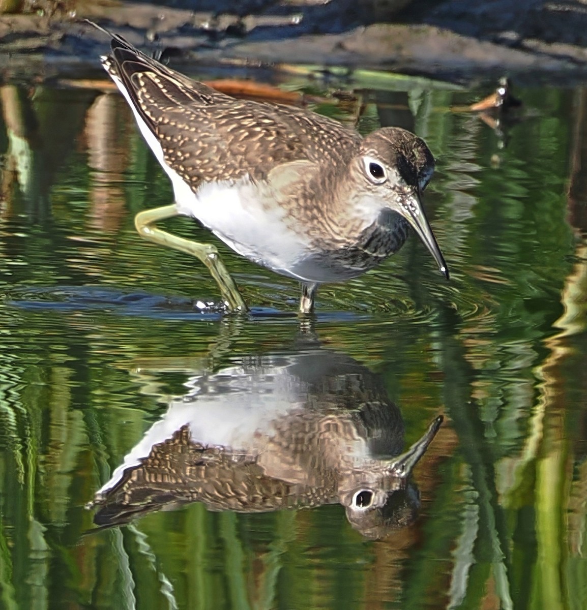 コシグロクサシギ - ML640638874