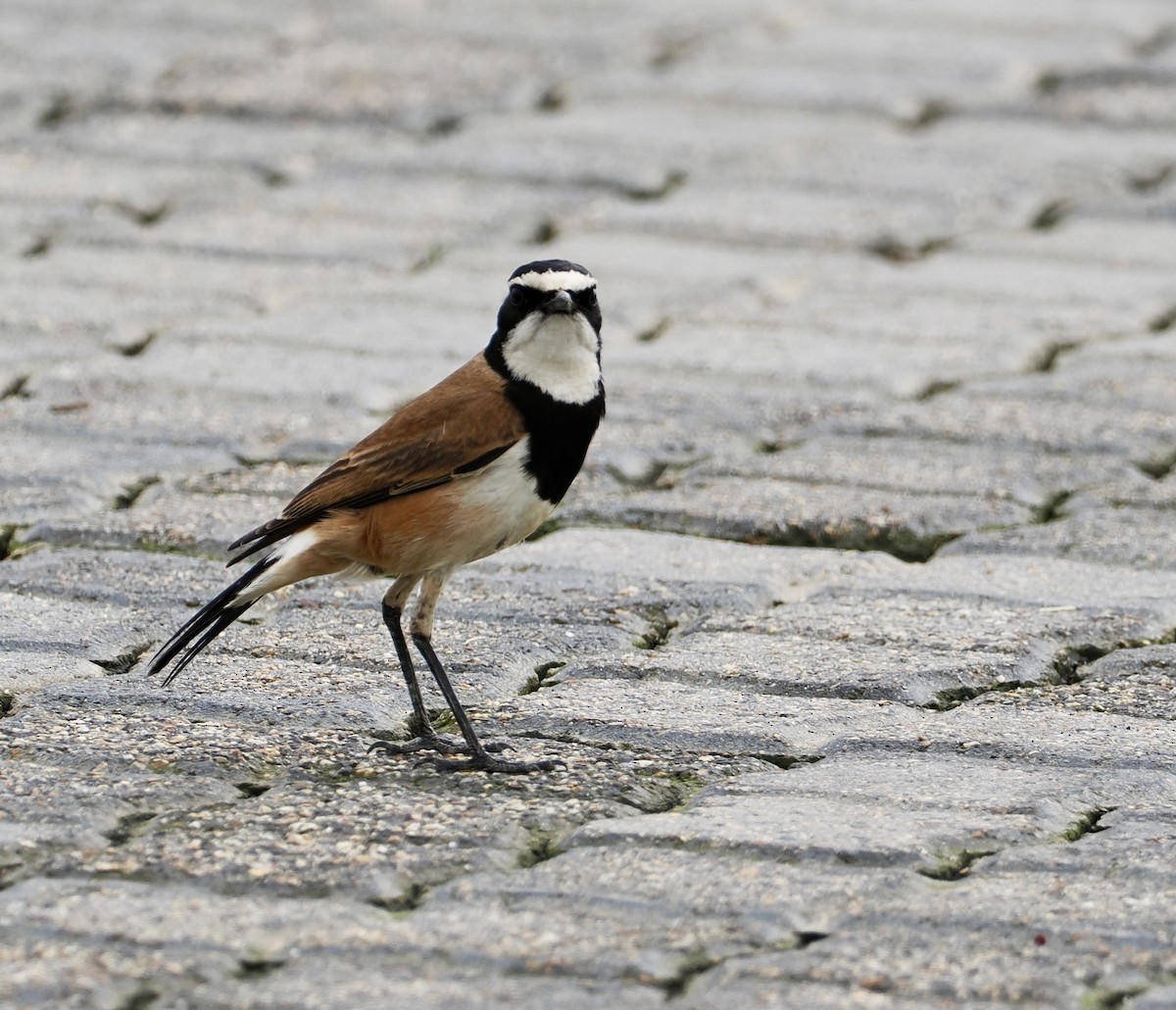 Capped Wheatear - ML640638875
