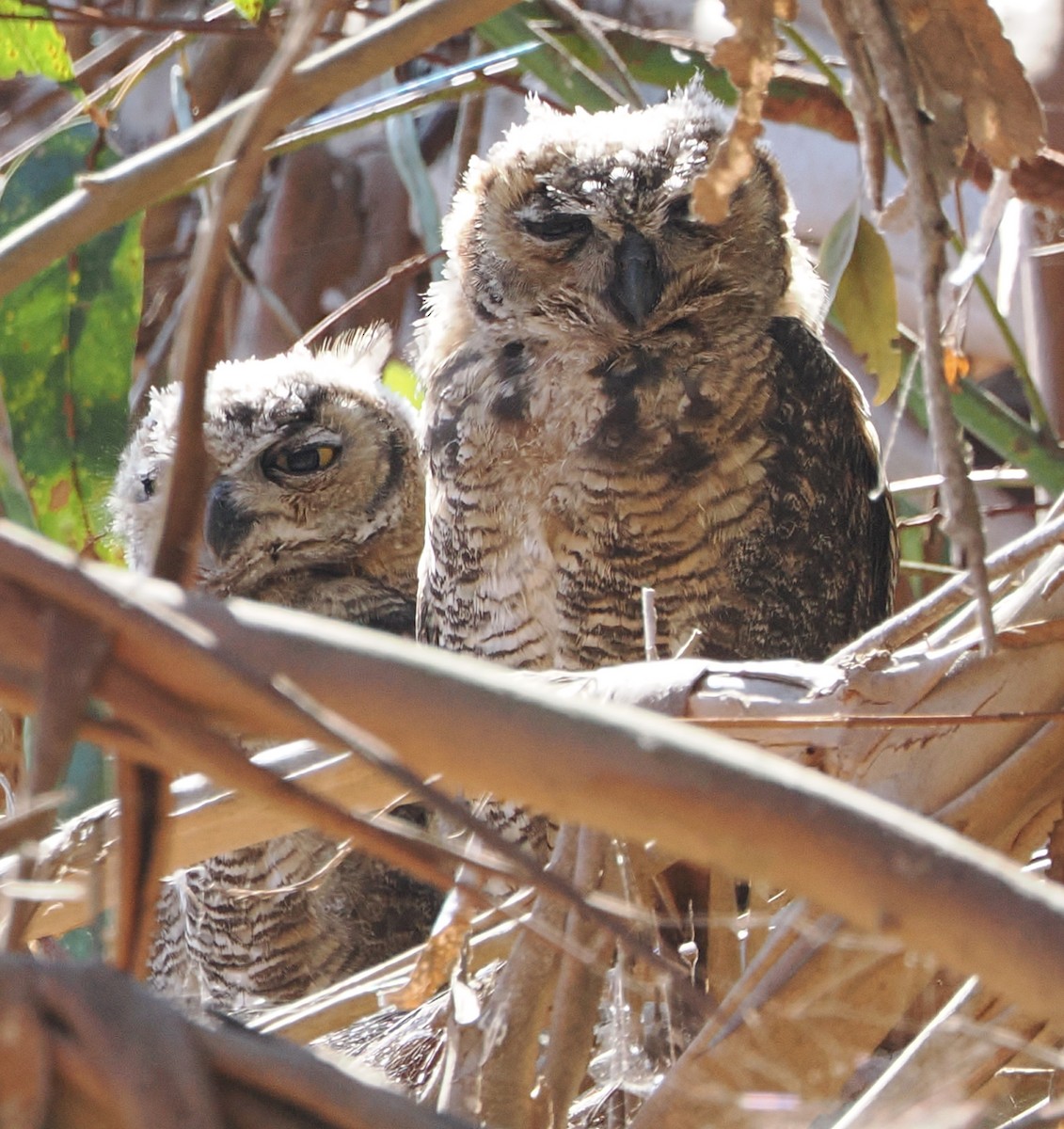 Great Horned Owl - ML640638894