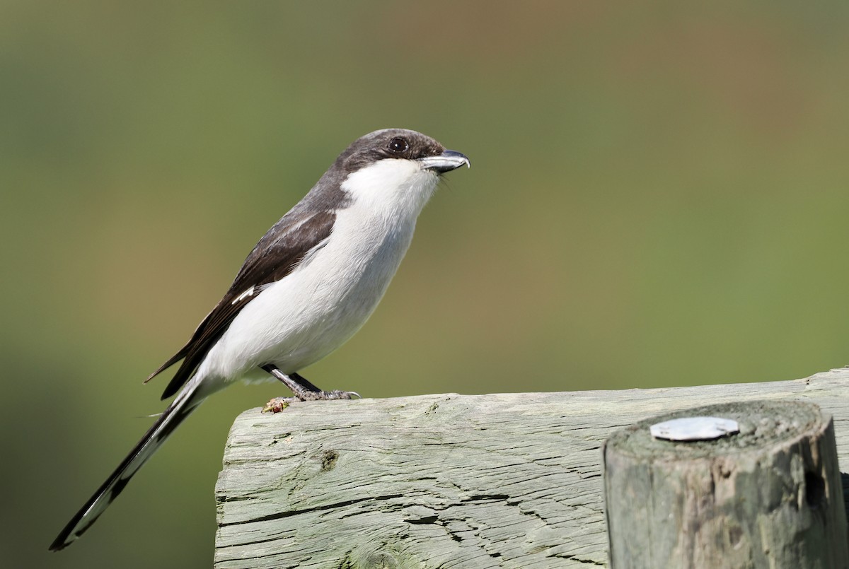 Southern Fiscal - ML640638905