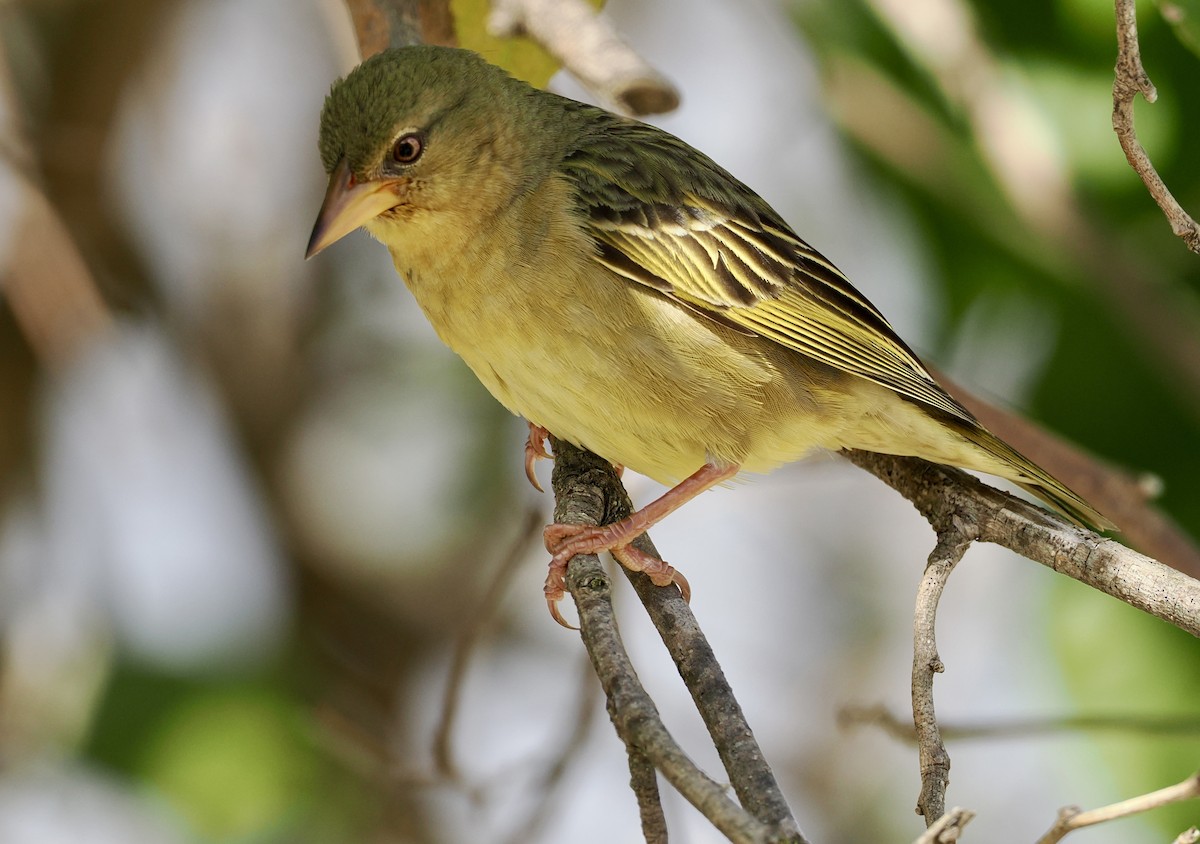 Cape Weaver - ML640638913