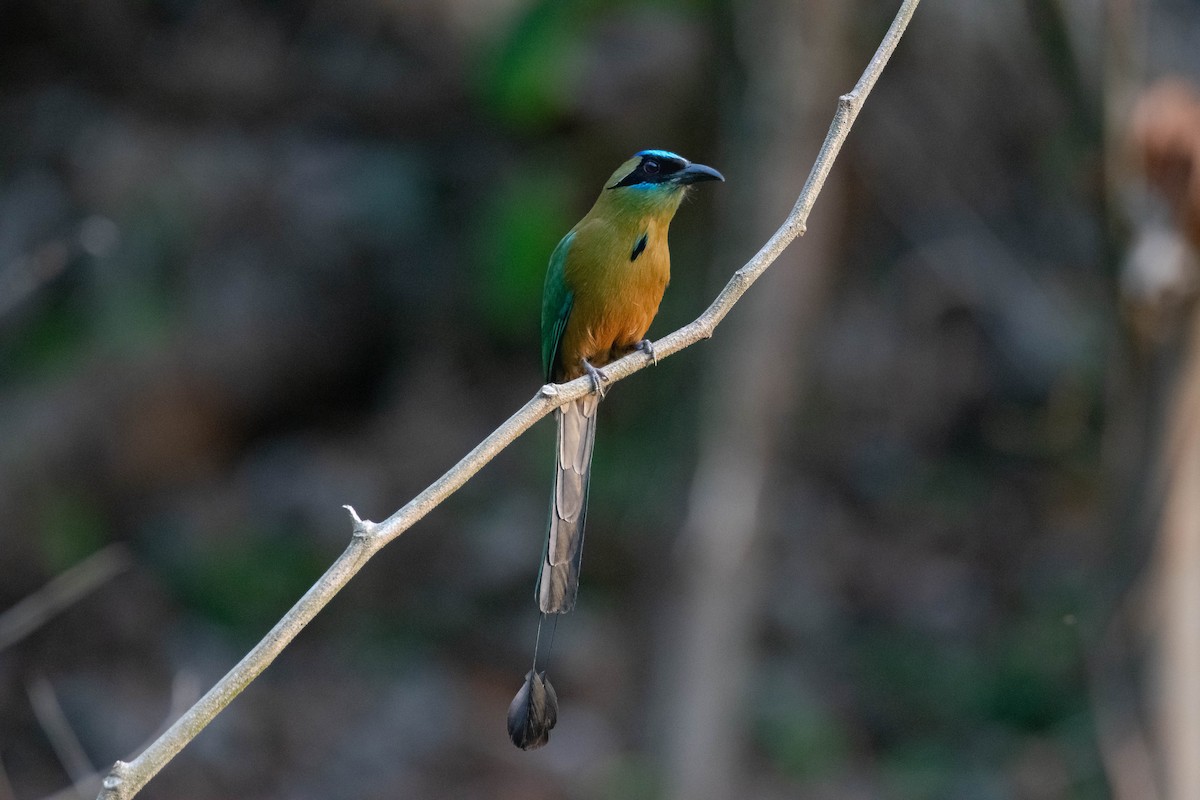 Whooping Motmot - ML640638914