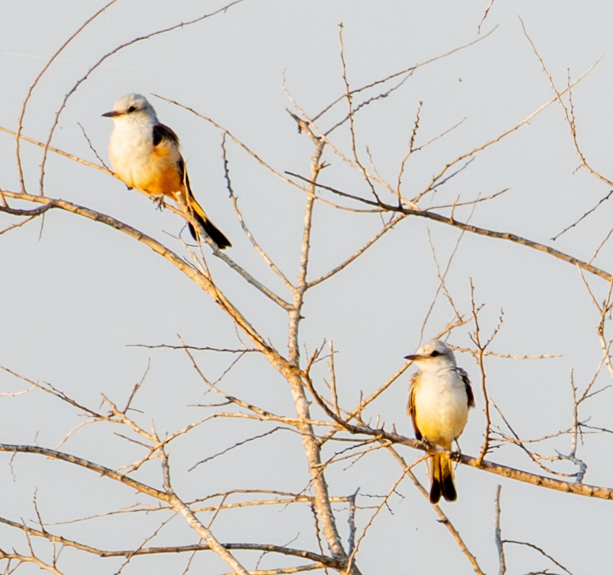 Scissor-tailed Flycatcher - ML640638935
