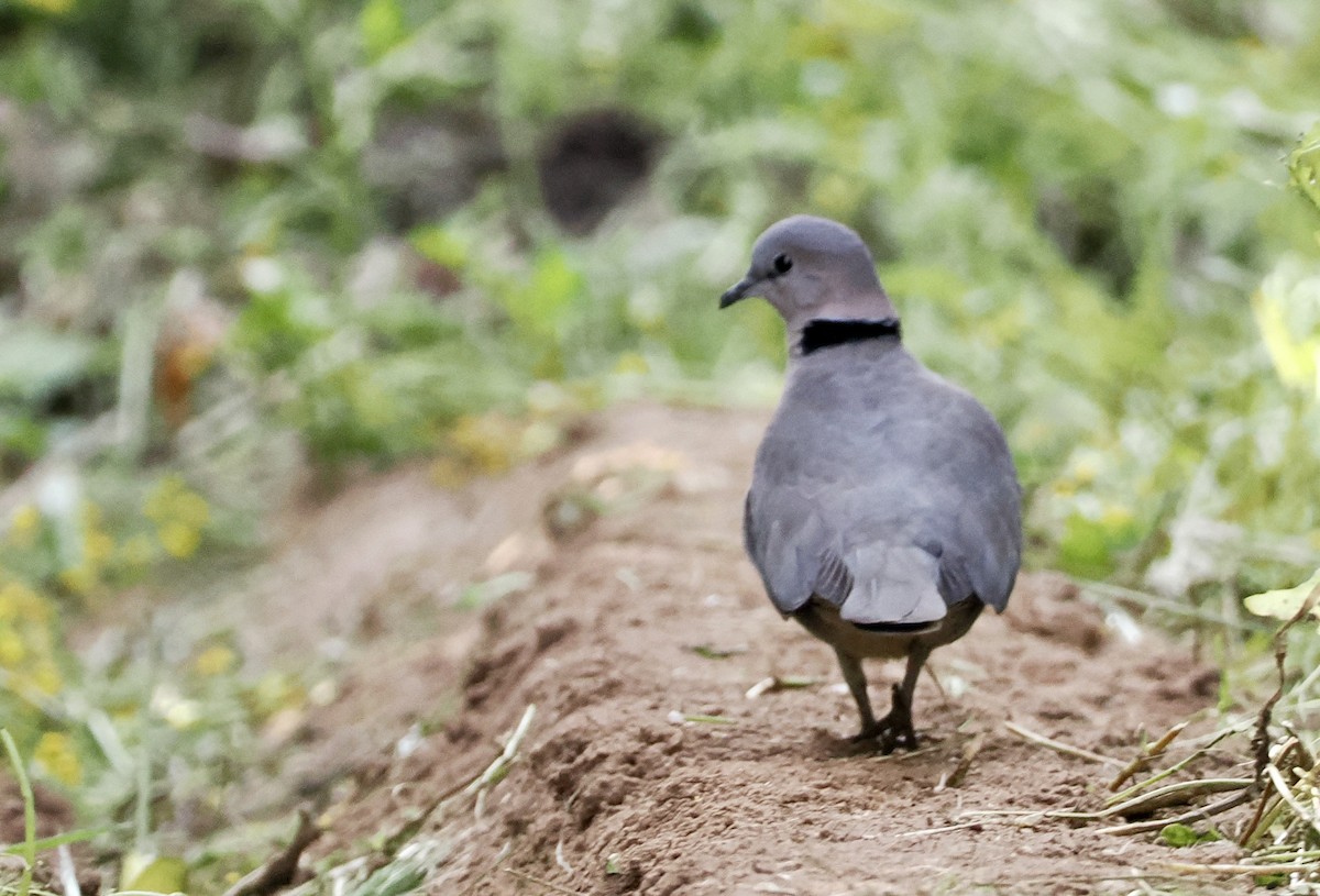 Ring-necked Dove - ML640638985