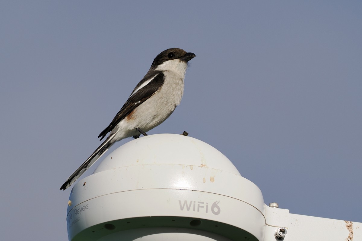 Southern Fiscal - ML640638997