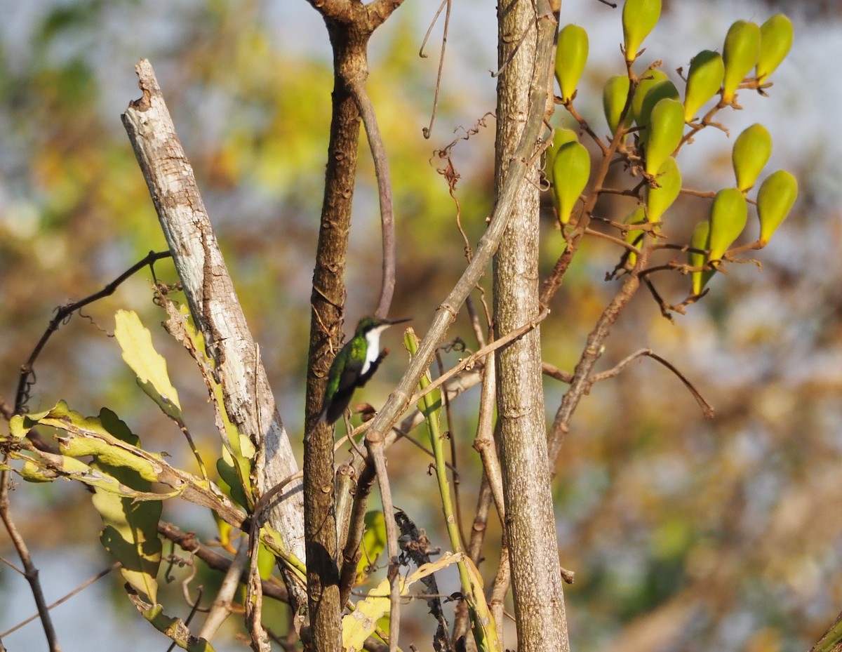 Black-eared Fairy - ML640639032