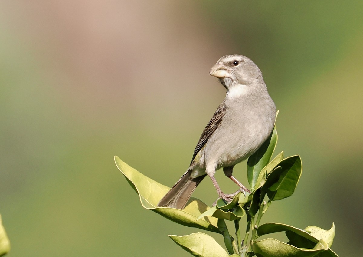 White-throated Canary - ML640639037