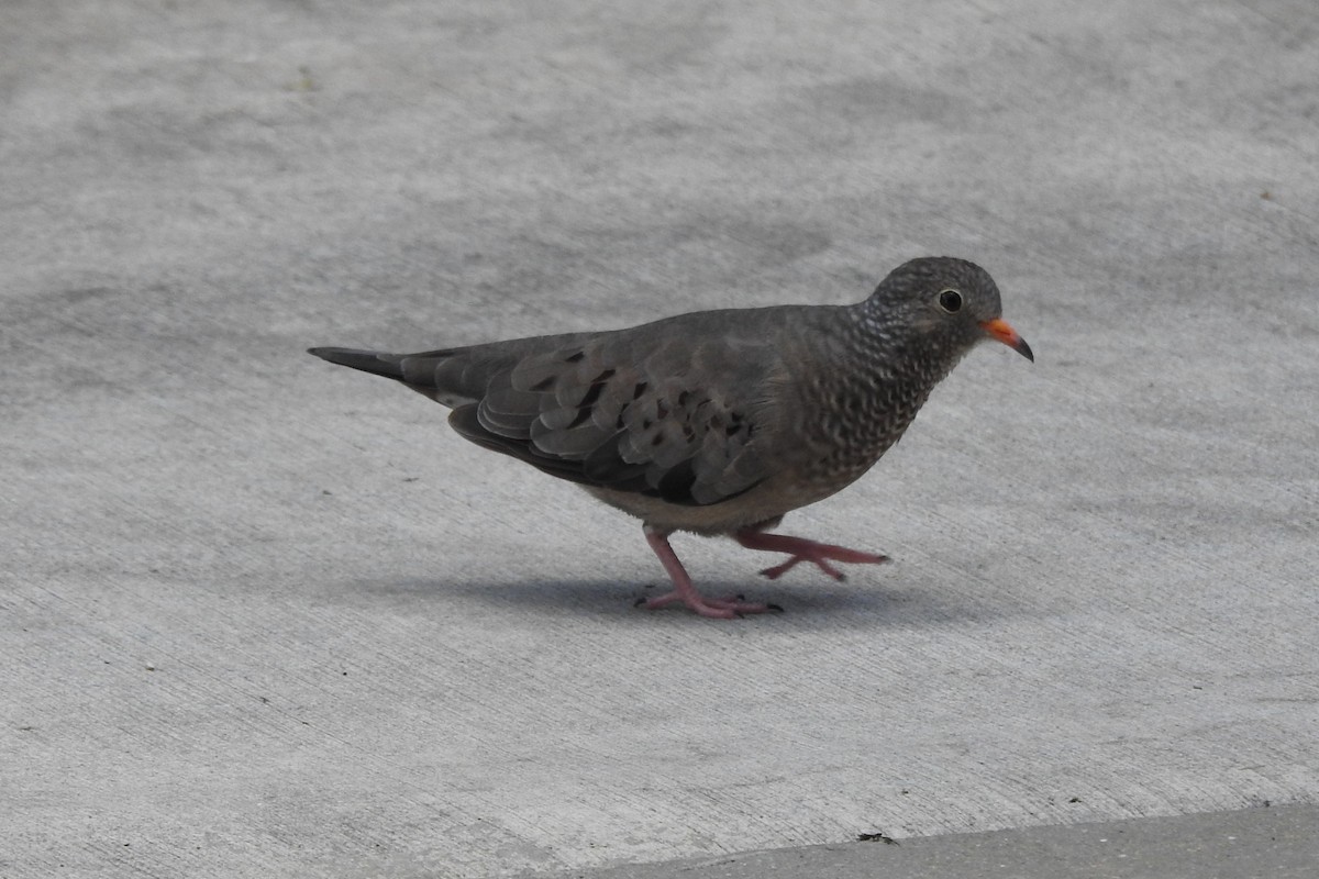 Common Ground Dove - ML640639044