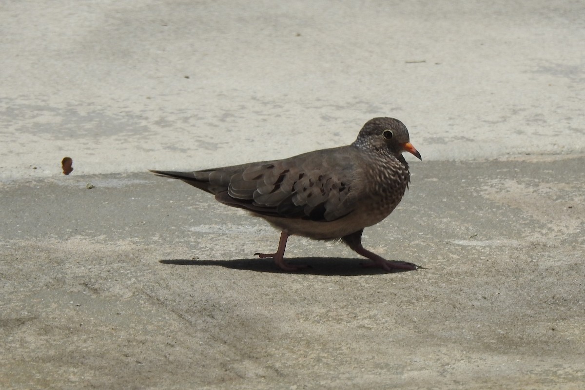 Common Ground Dove - ML640639045