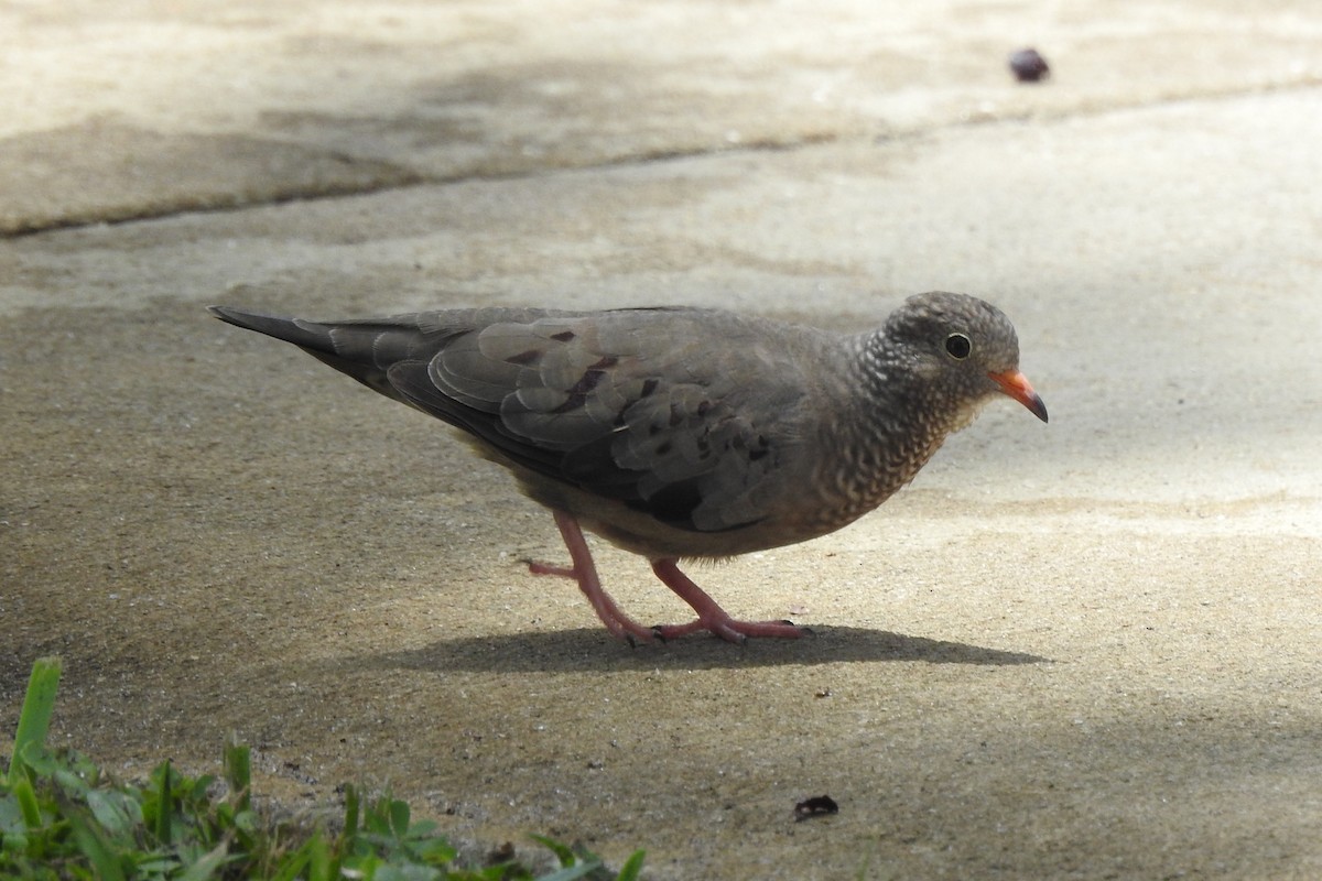 Common Ground Dove - ML640639046