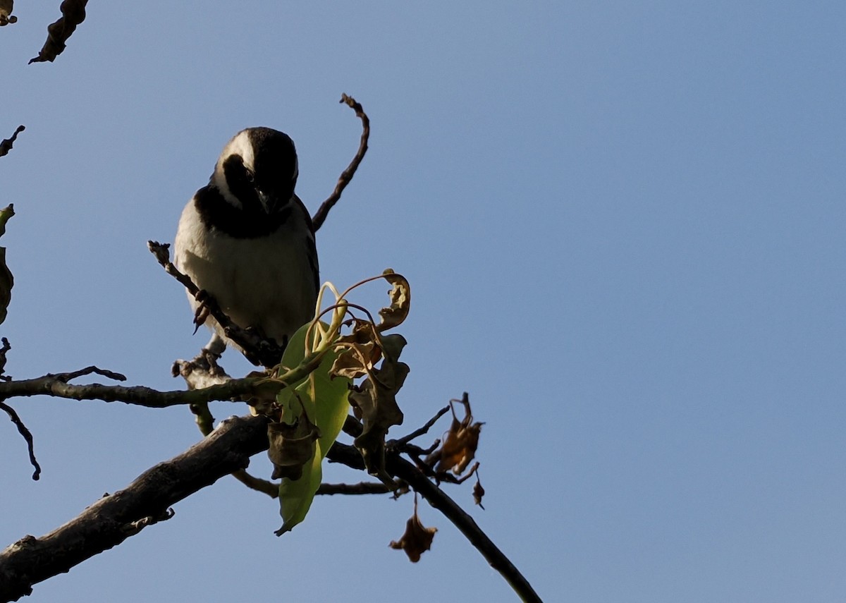 Cape Sparrow - ML640639059
