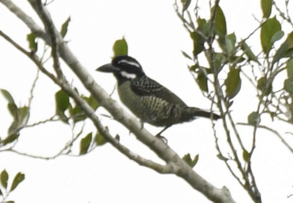 Barbudo Hirsuto (hirsuta) - ML640639060