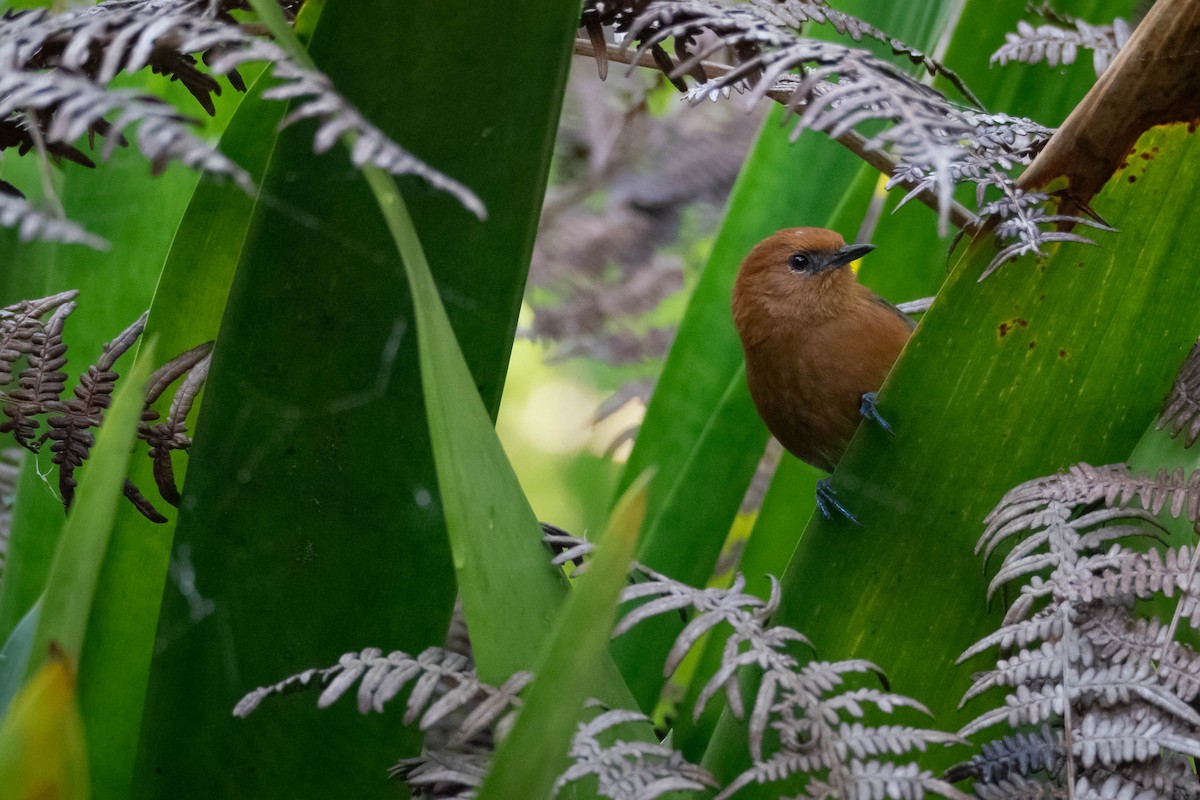 Rusty-headed Spinetail - ML640639073