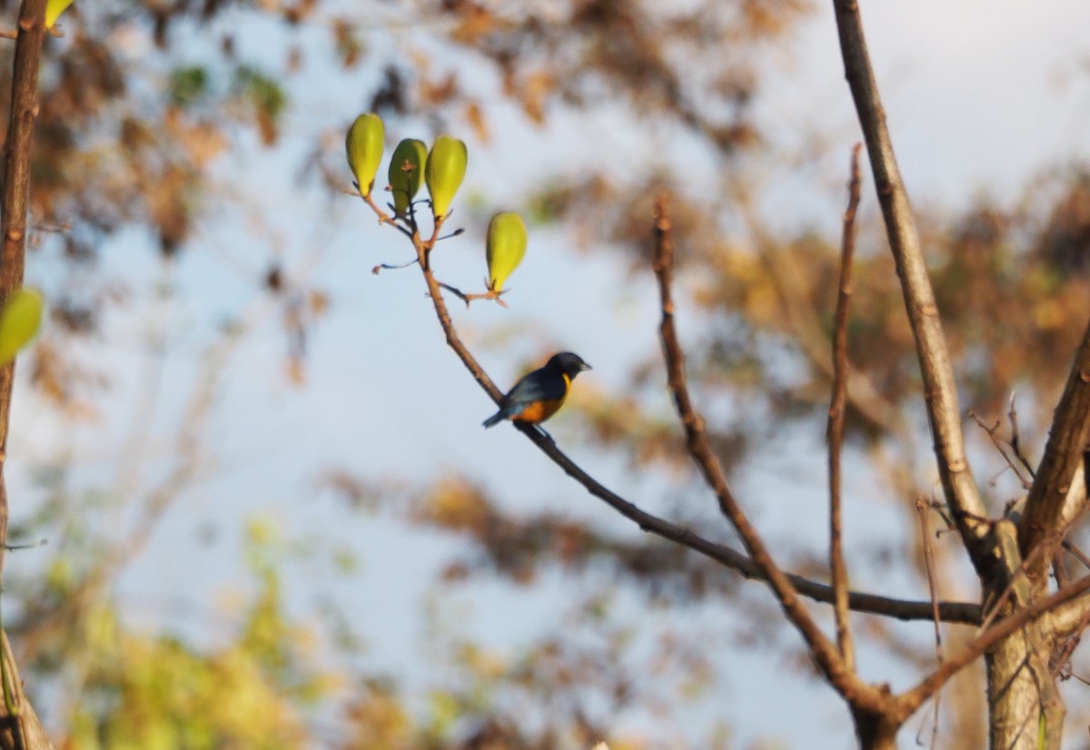Rufous-bellied Euphonia - ML640639074