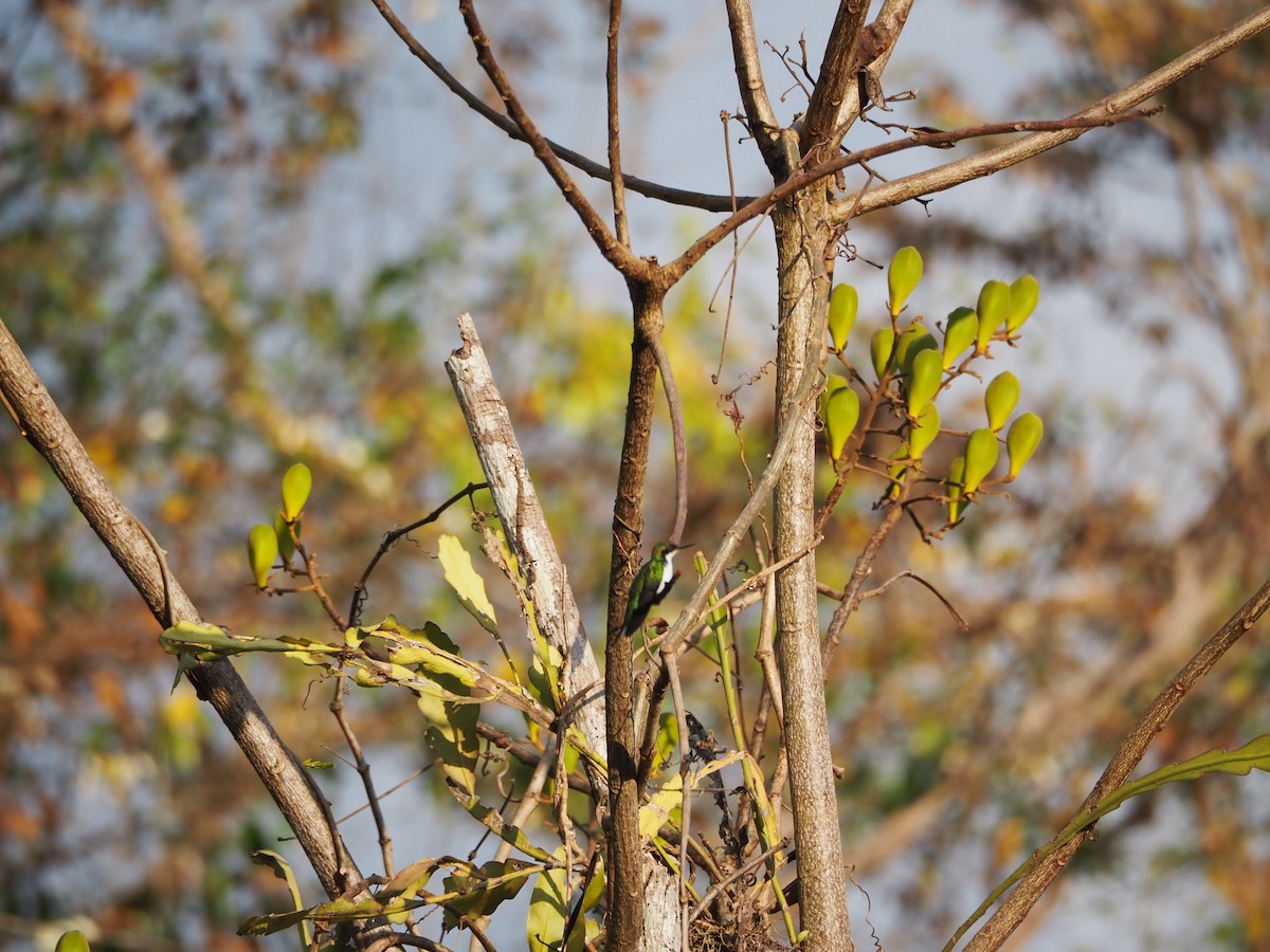 Black-eared Fairy - ML640639082