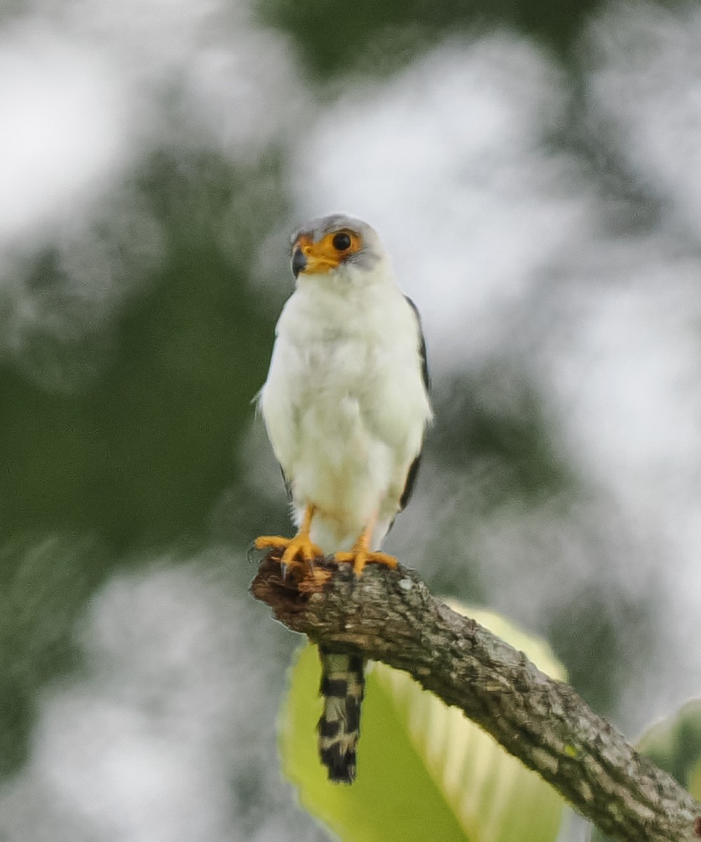 White-rumped Falcon - ML640639099
