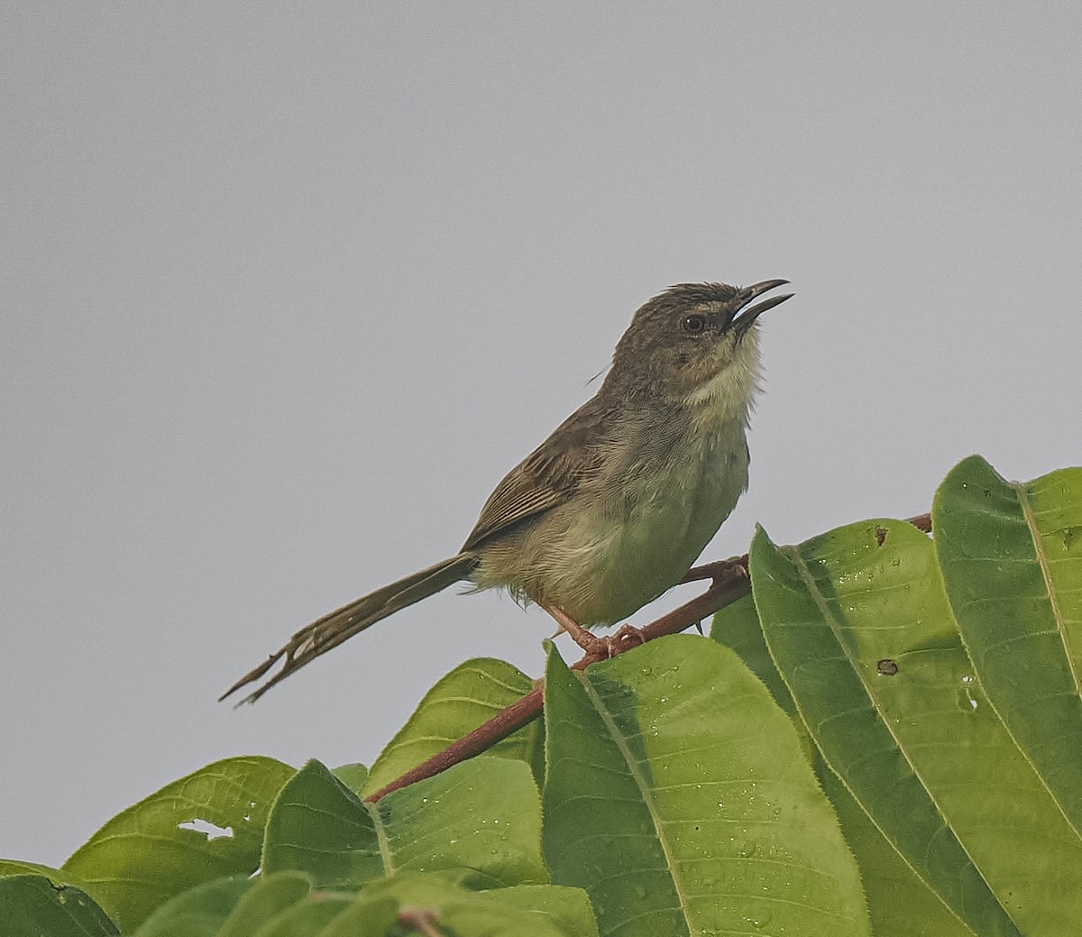 Brown Prinia - ML640639123