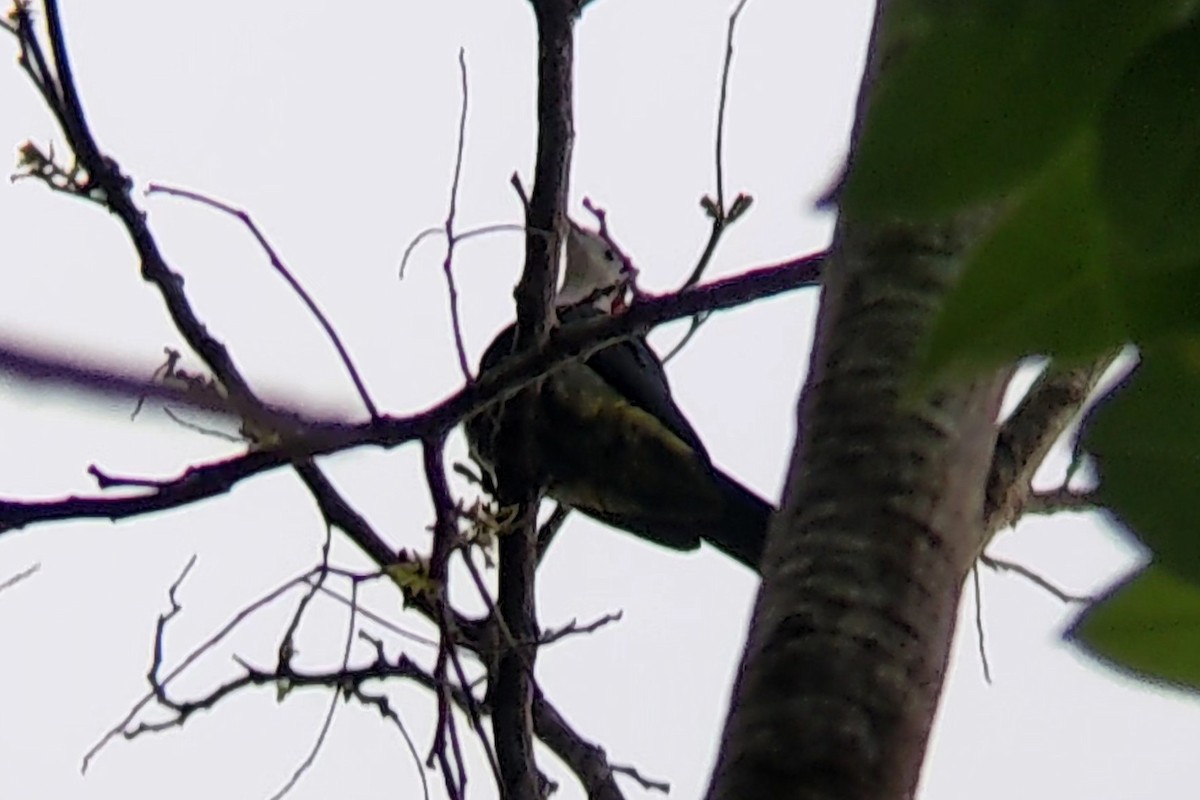 Red-naped Fruit-Dove - ML640639124
