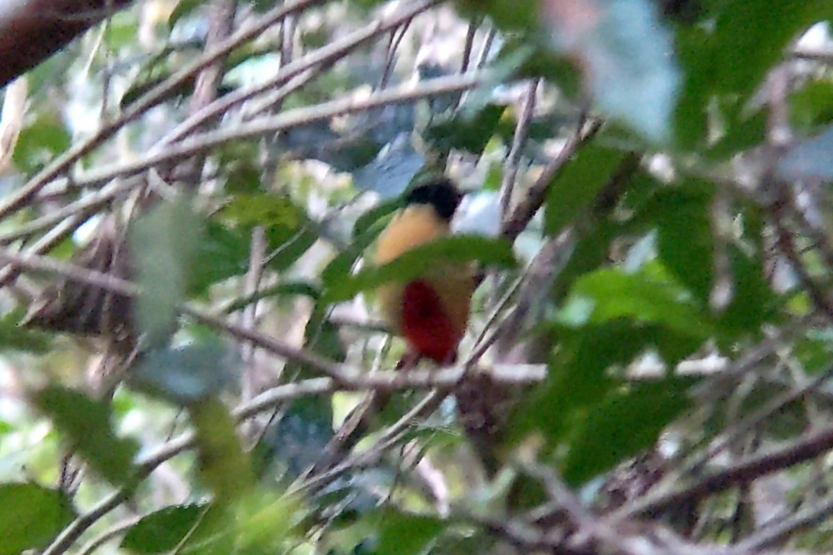 Elegant Pitta - ML640639134