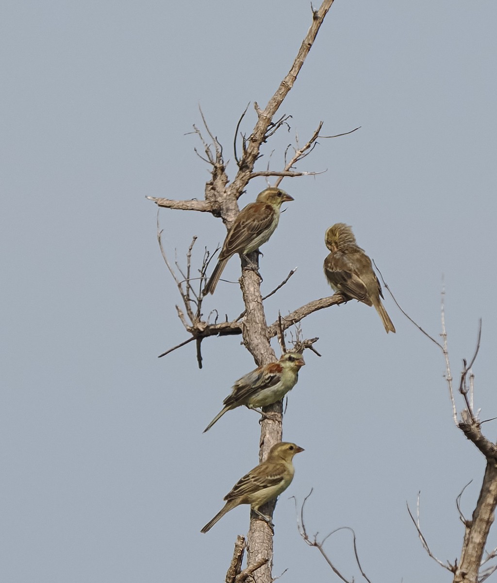 Plain-backed Sparrow - ML640639153