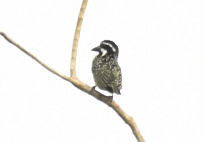 Barbudo Hirsuto (hirsuta) - ML640639158