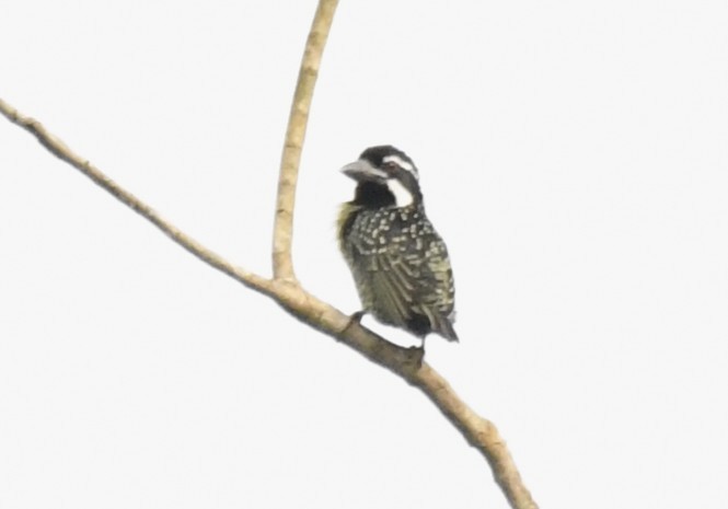 Barbudo Hirsuto (hirsuta) - ML640639164