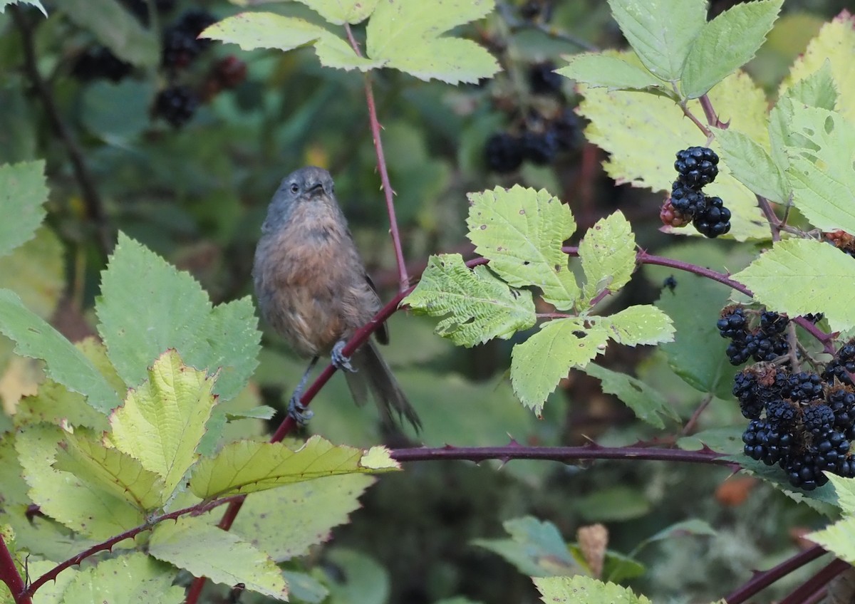 Wrentit - ML640639170