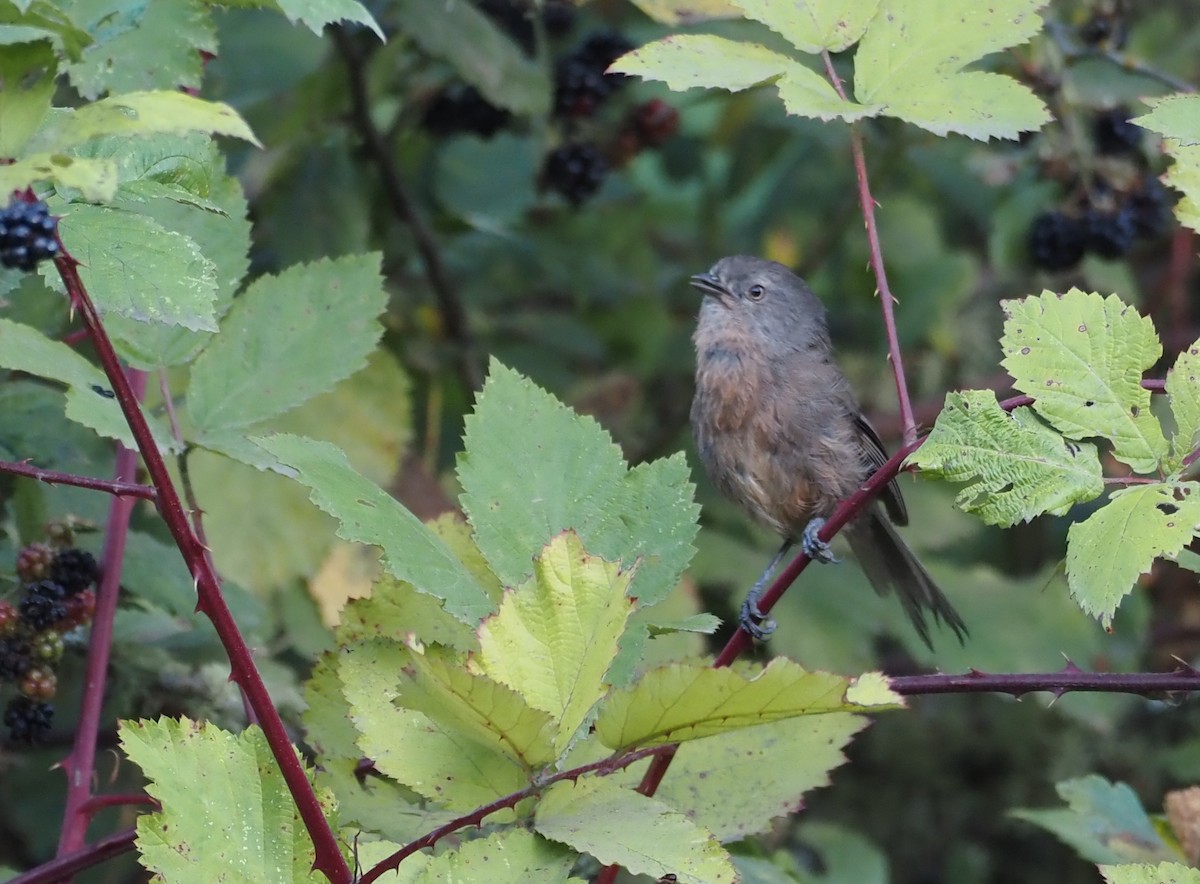Wrentit - ML640639171