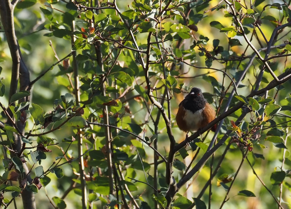 Spotted Towhee - ML640639176