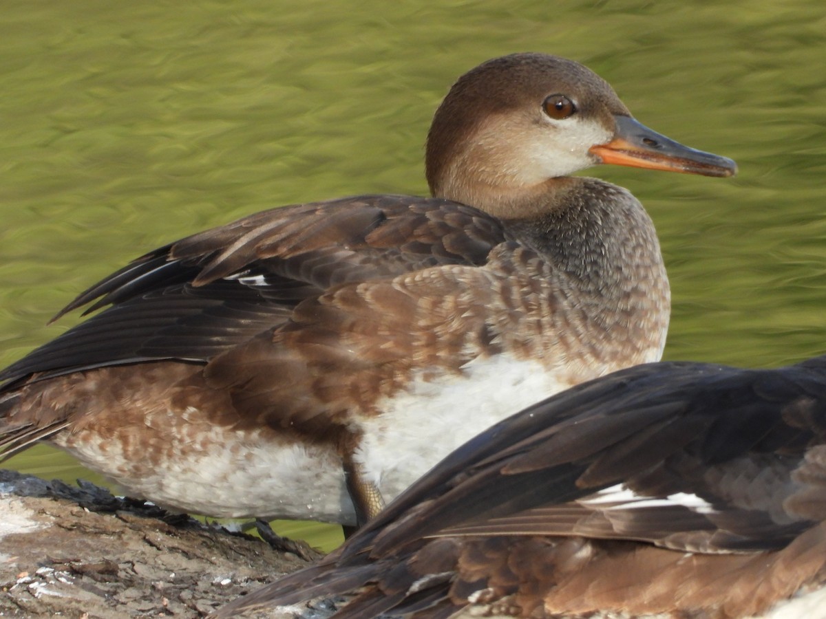 Hooded Merganser - ML640639186
