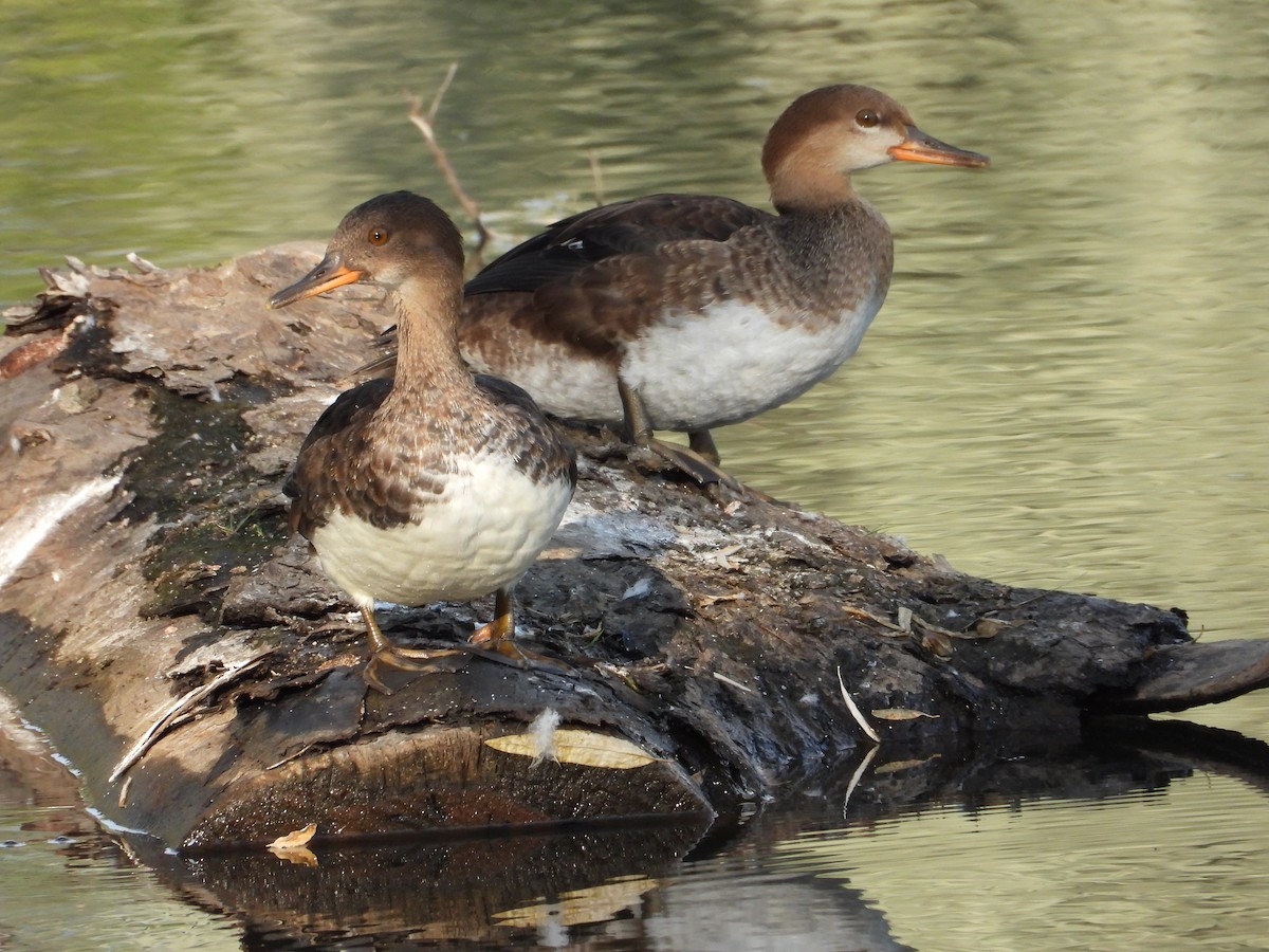 Hooded Merganser - ML640639187